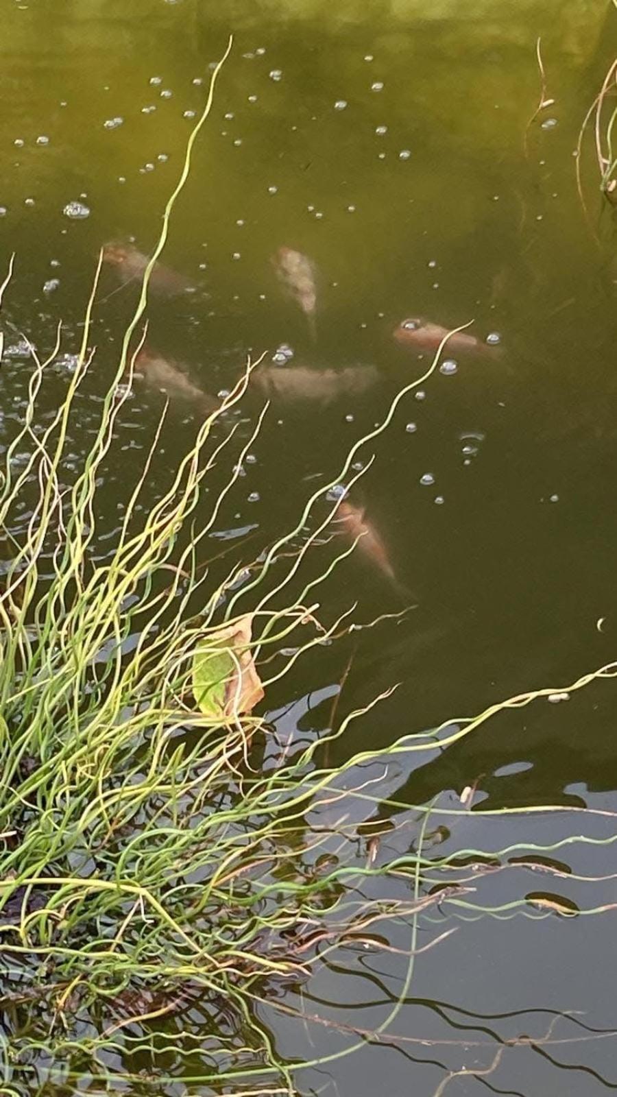 Cabanon Grenouille #park Le Pal Ferienhaus